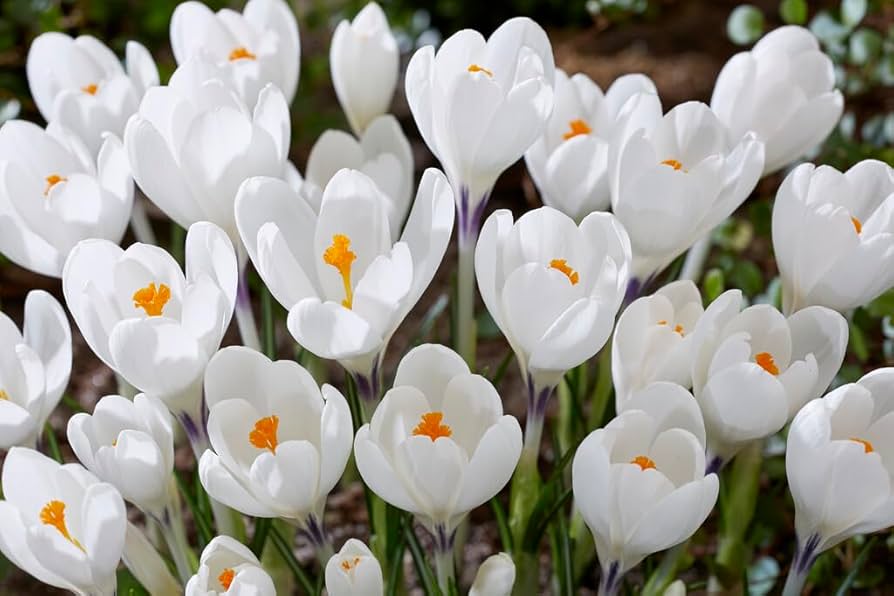 Peter Pan Large Flowering Crocus-Pure White-Elegant Spring Blooms  200 in  Box