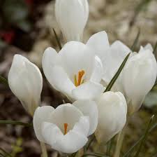 Peter Pan Large Flowering Crocus-Pure White-Elegant Spring Blooms  200 in  Box