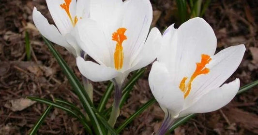 Peter Pan Large Flowering Crocus-Pure White-Elegant Spring Blooms  200 in  Box