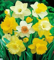 RedCrocus Large Flowering Daffodil Mixture- Trumpet & Cup Varieties, Early Spring Blooms, Pollinator Friendly, Perfect for Garden Borders, Naturalized Areas (Bag of 50)