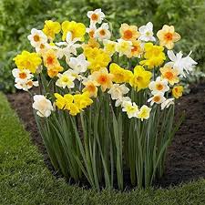 RedCrocus Large Flowering Daffodil Mixture- Trumpet & Cup Varieties, Early Spring Blooms, Pollinator Friendly, Perfect for Garden Borders, Naturalized Areas (Bag of 50)
