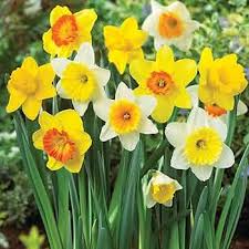 RedCrocus Large Flowering Daffodil Mixture- Trumpet & Cup Varieties, Early Spring Blooms, Pollinator Friendly, Perfect for Garden Borders, Naturalized Areas (Bag of 50)