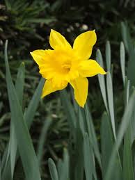 RedCrocus Large Flowering Daffodil Mixture- Trumpet & Cup Varieties, Early Spring Blooms, Pollinator Friendly, Perfect for Garden Borders, Naturalized Areas (Bag of 50)