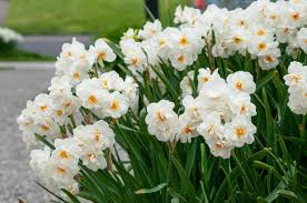 RedCrocus Daffodil 'Sir Winston Churchill' Double-Fragrant Blooms  bag of  50