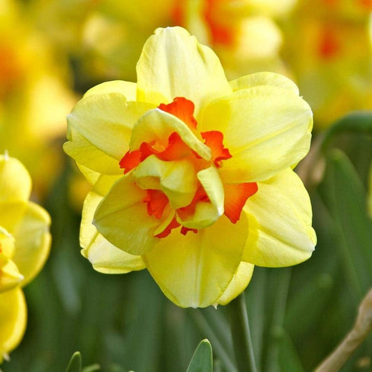 Daffodil-Geranium-Fragrant Bunch Flowering Plant  bag of  50