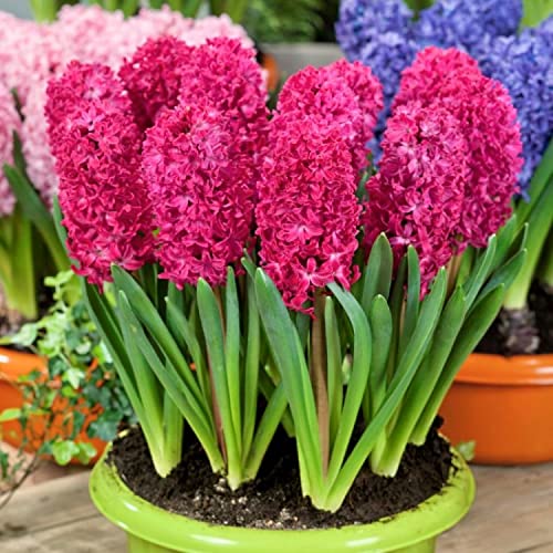 Hyacinth 'Jan Bos'-Red-Vibrant Spring Color  50 in  Box