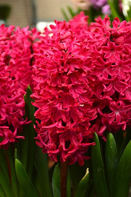 Hyacinth 'Jan Bos'-Red-Vibrant Spring Color  50 in  Box