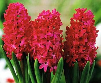 Hyacinth 'Jan Bos'-Red-Vibrant Spring Color  50 in  Box