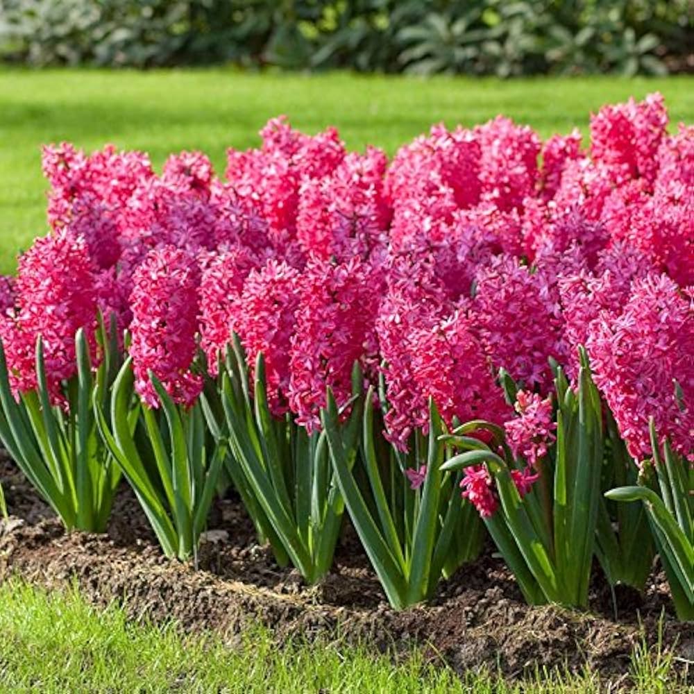 Hyacinth 'Jan Bos'-Red-Vibrant Spring Color  50 in  Box