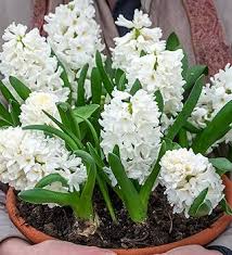 Hyacinth 'White Pearl'-Pure White-Ideal for Spring Gardens  50 in  Box