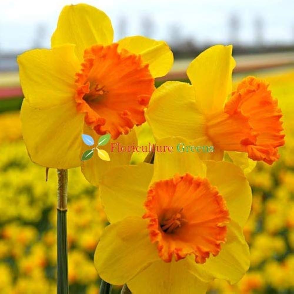 RedCrocus Gypsy Princess Hyacinth-Soft Sunny Yellow-Fragrant Spring Blooms  50 in  Box