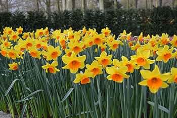 RedCrocus Gypsy Princess Hyacinth-Soft Sunny Yellow-Fragrant Spring Blooms  50 in  Box
