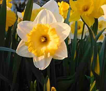 RedCrocus Gypsy Princess Hyacinth-Soft Sunny Yellow-Fragrant Spring Blooms  50 in  Box