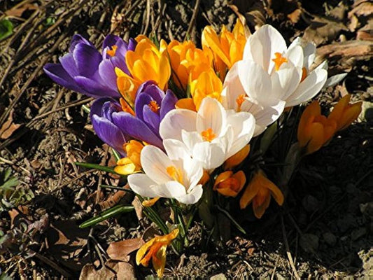 RedCrocus Gypsy Princess Hyacinth-Soft Sunny Yellow-Fragrant Spring Blooms  50 in  Box