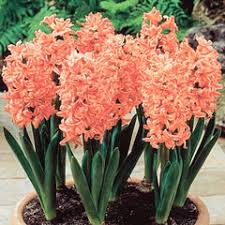 Hyacinth 'Gypsy Queen'-Apricot-Stunning Spring Flower  50 in  Box