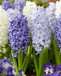 All Blues Hyacinth–Mixture–Highly fragrant flowers  50 in Box