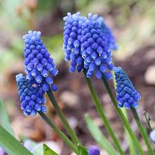 All Blues Hyacinth–Mixture–Highly fragrant flowers  50 in Box