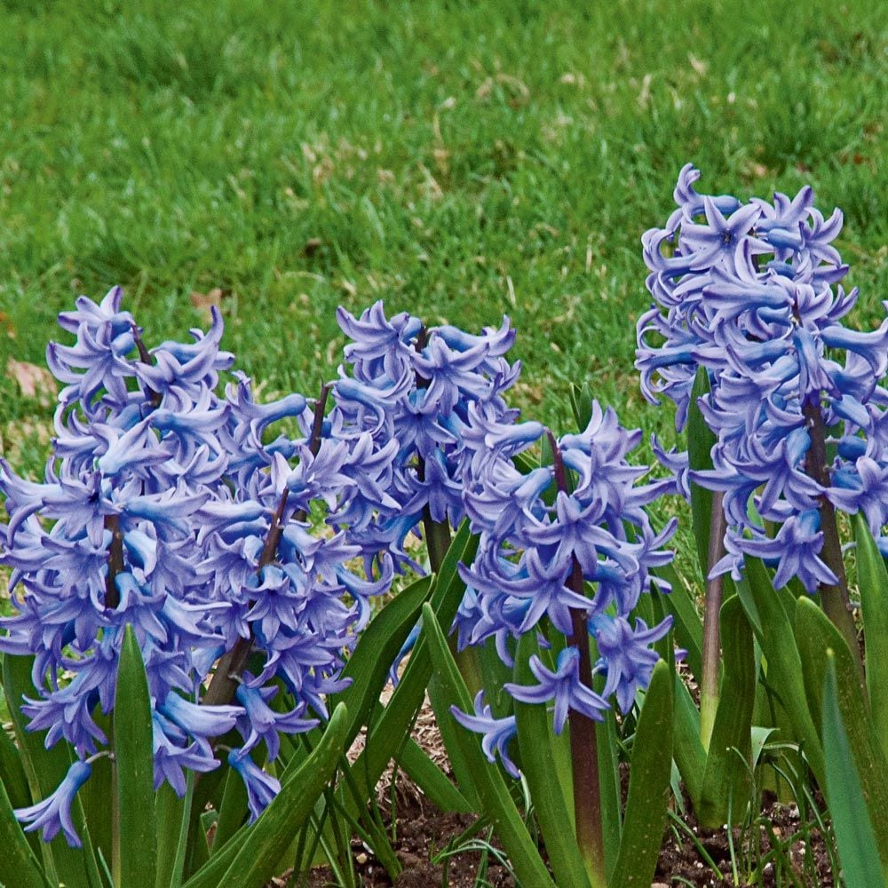 All Blues Hyacinth–Mixture–Highly fragrant flowers  50 in Box