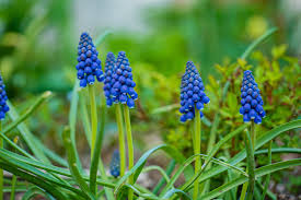 All Blues Hyacinth–Mixture–Highly fragrant flowers  50 in Box