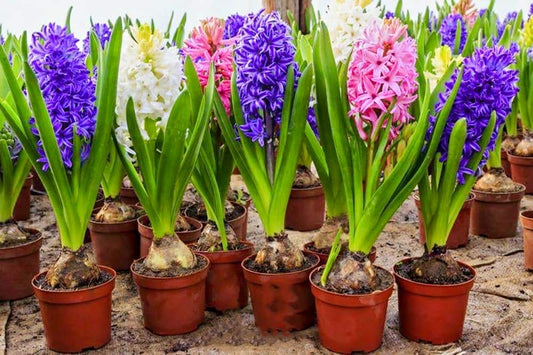 Pink Hyacinth Mixture-Fragrant Blooms-Perfect for Gardens  50 in  Box