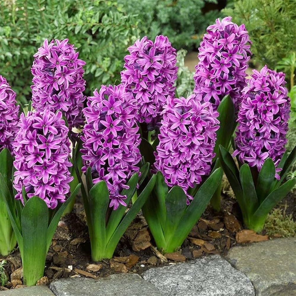 Aqua Hyacinth-Lilac with Dark Purple Tips-Fragrant Spring Bulb for Gardens  50 in  Box