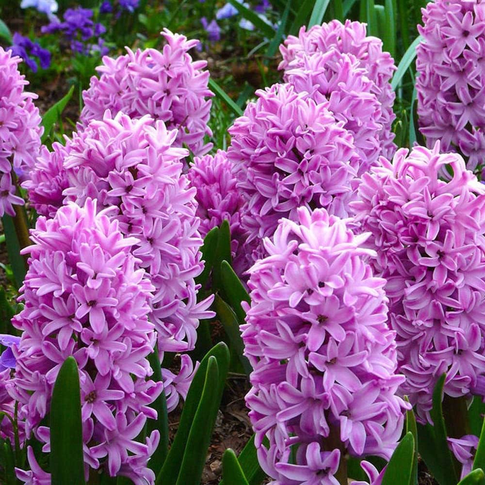 Aqua Hyacinth-Lilac with Dark Purple Tips-Fragrant Spring Bulb for Gardens  50 in  Box
