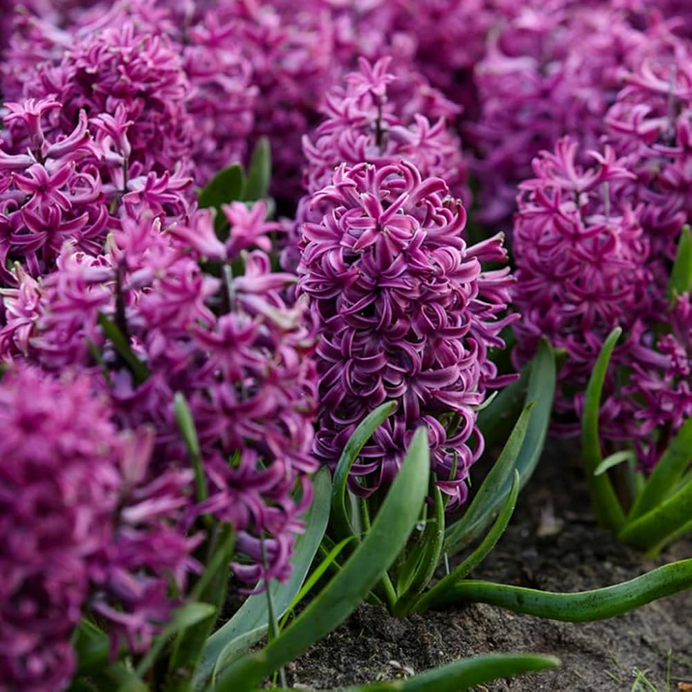 Aqua Hyacinth-Lilac with Dark Purple Tips-Fragrant Spring Bulb for Gardens  50 in  Box