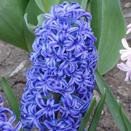 Aqua Hyacinth-Lilac with Dark Purple Tips-Fragrant Spring Bulb for Gardens  50 in  Box