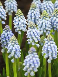 Grape Hyacinth Mix–Blues and Whites–Charming spring bulb  250 in Box