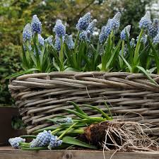 Grape Hyacinth Mix–Blues and Whites–Charming spring bulb  250 in Box