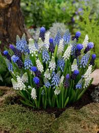Grape Hyacinth Mix–Blues and Whites–Charming spring bulb  250 in Box