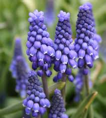 Grape Hyacinth Mix–Blues and Whites–Charming spring bulb  250 in Box
