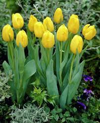 RedCrocus Limousine Double Early Tulip-Yellow Blooms for Spring Gardens  125 in  Box