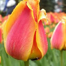 Tulip–Apeldoorn Elite–Vibrant Red Edged Yellow  100 in Box