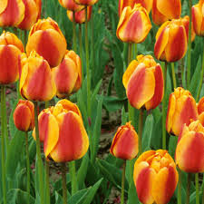 Tulip–Apeldoorn Elite–Vibrant Red Edged Yellow  100 in Box