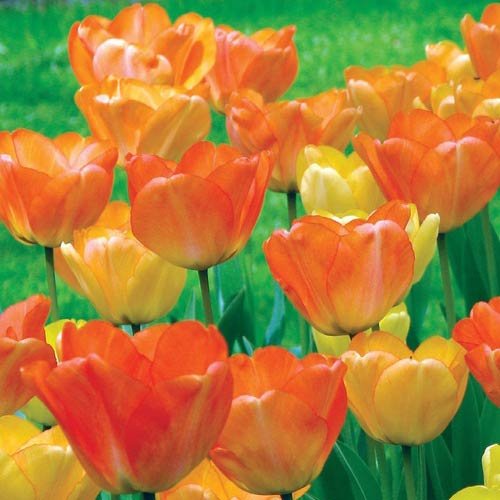 Day Dream Tulip–Darwin Hybrid–Vibrant Apricot–Orange–Yellow Blooms  100 in Box
