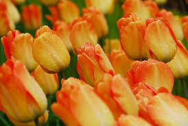 Day Dream Tulip–Darwin Hybrid–Vibrant Apricot–Orange–Yellow Blooms  100 in Box