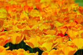 Day Dream Tulip–Darwin Hybrid–Vibrant Apricot–Orange–Yellow Blooms  100 in Box