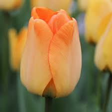 Day Dream Tulip–Darwin Hybrid–Vibrant Apricot–Orange–Yellow Blooms  100 in Box