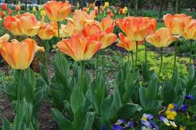 Day Dream Tulip–Darwin Hybrid–Vibrant Apricot–Orange–Yellow Blooms  100 in Box
