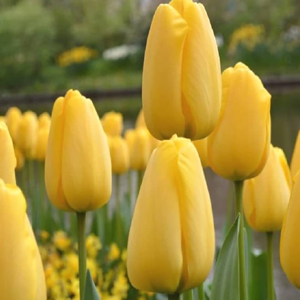 Golden Parade Tulip–Darwin Hybrid–Buttercup Yellow Blooms  100 in Box