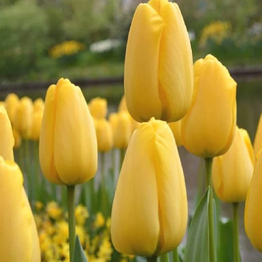 Golden Parade Tulip-Darwin Hybrid-Buttercup Yellow Blooms  100 in  Box