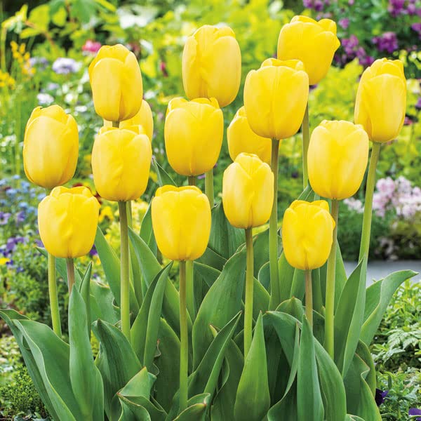 Golden Parade Tulip–Darwin Hybrid–Buttercup Yellow Blooms  100 in Box