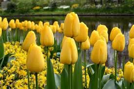 Golden Parade Tulip–Darwin Hybrid–Buttercup Yellow Blooms  100 in Box
