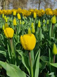 Golden Parade Tulip–Darwin Hybrid–Buttercup Yellow Blooms  100 in Box