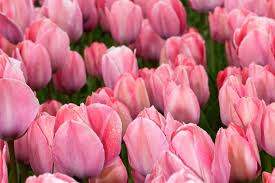 Mystic Van Eijk Tulip-Darwin Hybrid-Soft Pink Blooms for Gardens  100 in BOX