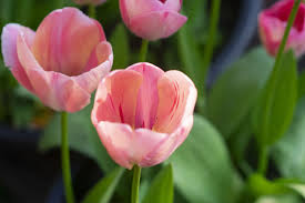 Mystic Van Eijk Tulip-Darwin Hybrid-Soft Pink Blooms for Gardens  100 in BOX