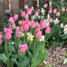 Mystic Van Eijk Tulip-Darwin Hybrid-Soft Pink Blooms for Gardens  100 in BOX