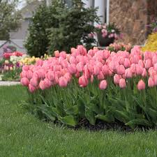 Mystic Van Eijk Tulip-Darwin Hybrid-Soft Pink Blooms for Gardens  100 in BOX