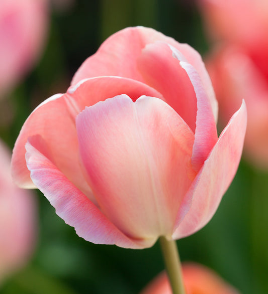 Mystic Van Eijk Tulip-Darwin Hybrid-Soft Pink Blooms for Gardens  100 in BOX